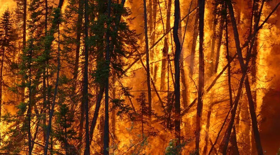 Wildfire